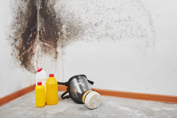 Best Mold Damage Repair  in Edgewater, MD