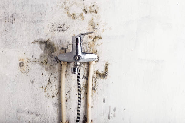 Best Mold Testing  in Edgewater, MD