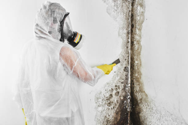 Best Toxic Mold Removal  in Edgewater, MD