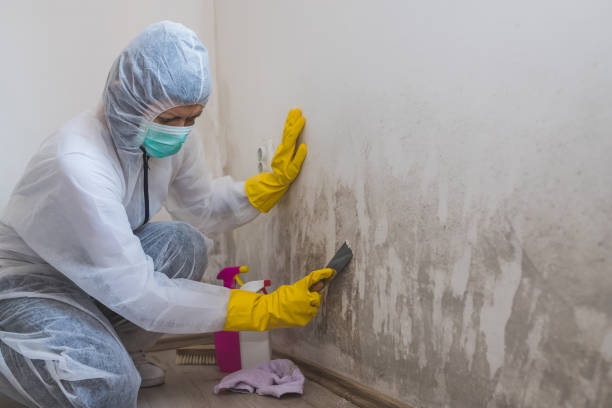 Best Mold Remediation  in Edgewater, MD