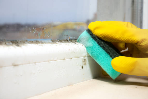 Best Professional Mold Removal  in Edgewater, MD