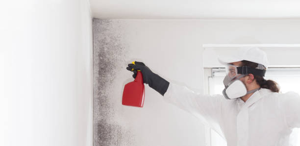 Best Mold Testing  in Edgewater, MD