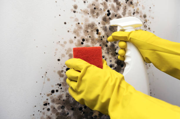Best Fast Mold Removal  in Edgewater, MD