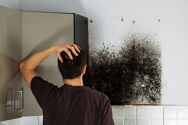 Attic Mold Removal in Edgewater, MD