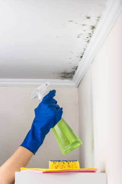 Best Attic Mold Removal  in Edgewater, MD